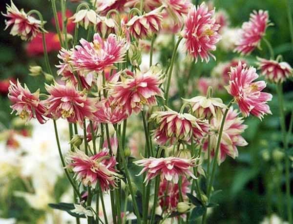 une visite dans un centre jardin....... AquilegiaNoraBarlow