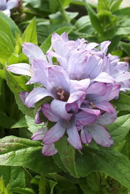 une visite dans un centre jardin....... CampanulaCaroline