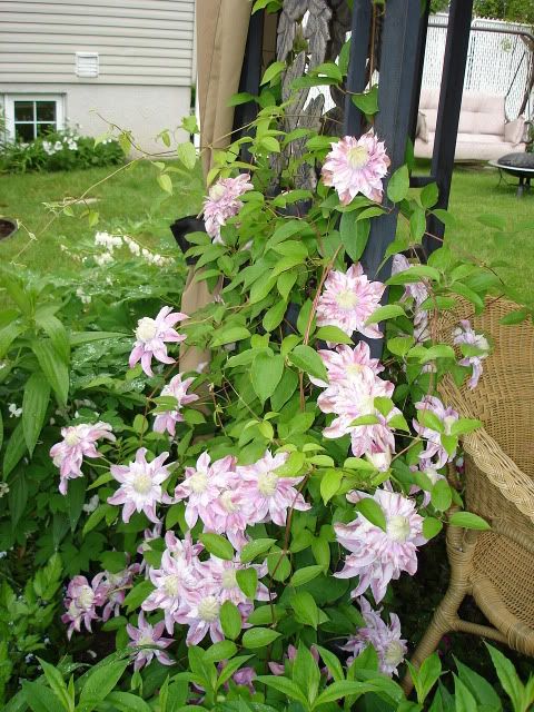 une visite dans un centre jardin....... ClematiteJosephine09juin06