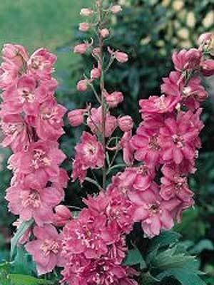 une visite dans un centre jardin....... Delphinium-astolat