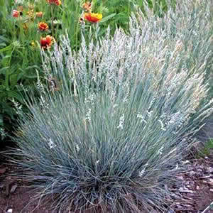 Festuca- fétuque Festuca-boulder-blue1