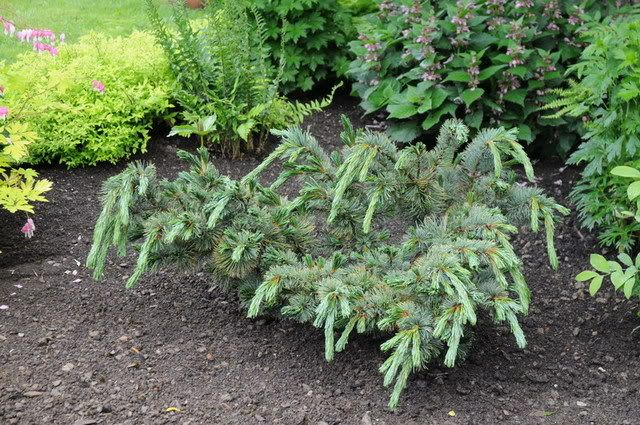 une visite dans un centre jardin....... Pinus_pumila