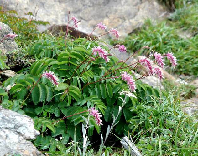 Sanguisorba Sanguisorbaobtusa