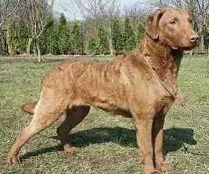 Standard GChesapeakeBayRetriever