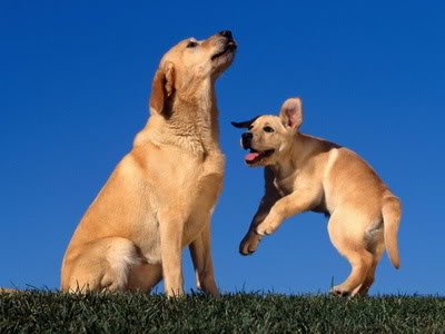 slike labradora Playing-for-Mom-Yellow-Labradors