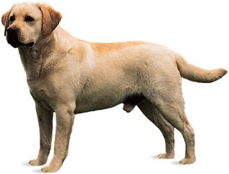 Labrador retriver Image-2