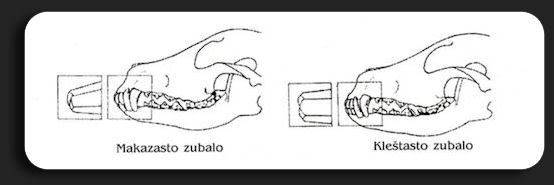 Standard Zubalo2