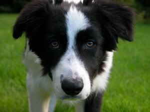 The Lost And Scared Stray.... 473963_border_collie