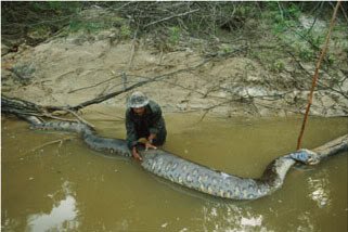 Rắn khổng lồ ở Cà mau Dead-anaconda