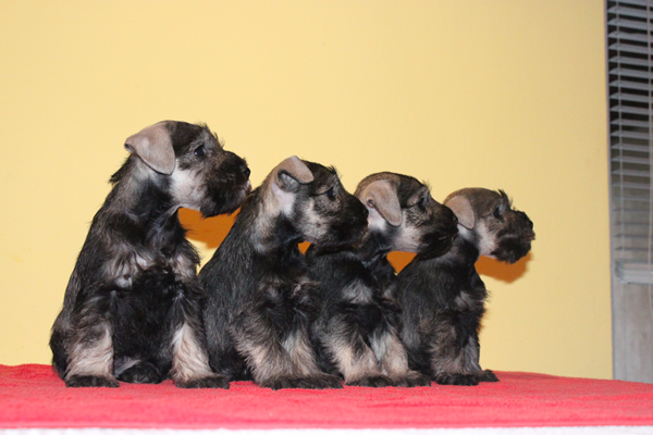 NEW LITTER  - Mirta's Haus kennel -  mini s/p puppies CopyofIMG_2579