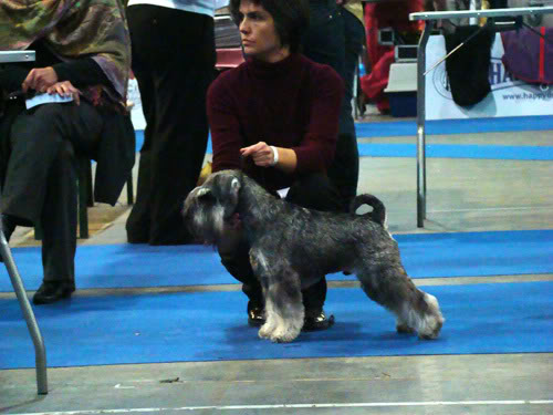 Salt&pepper miniature schnauzer puppies DSC06402