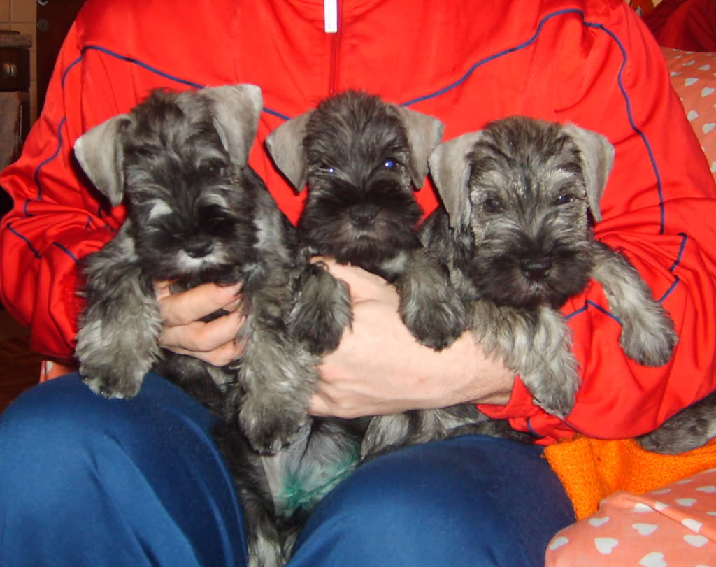 Salt&pepper miniature schnauzer puppies S5002317_r2_c2