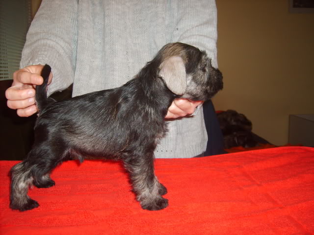 Salt&pepper miniature schnauzer puppies S5004029