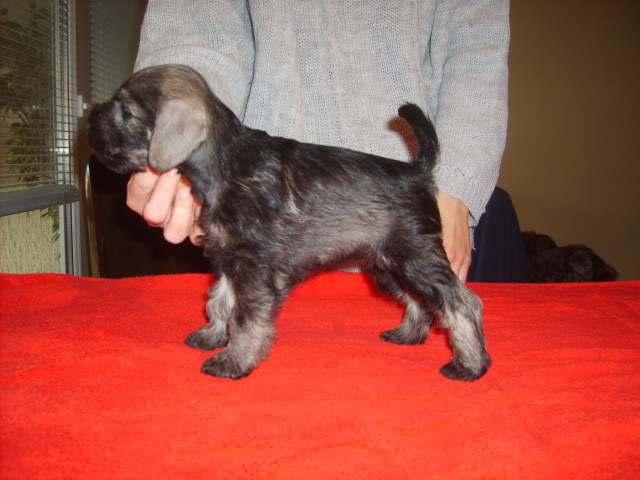 Salt&pepper miniature schnauzer puppies S5004035