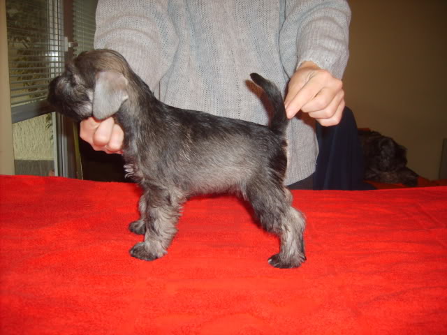 Salt&pepper miniature schnauzer puppies S5004038