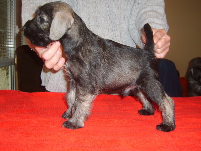 Salt&pepper miniature schnauzer puppies S5004042