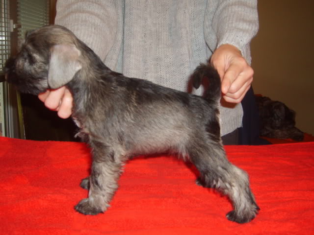 Salt&pepper miniature schnauzer puppies S5004044