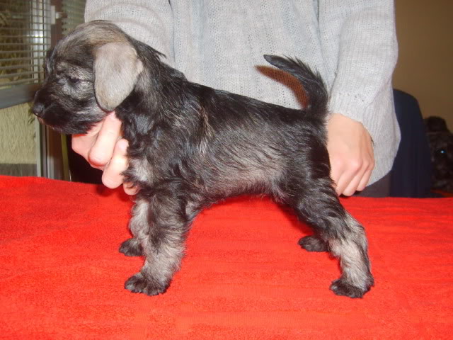 Salt&pepper miniature schnauzer puppies S5004045