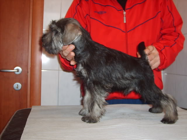 Salt&pepper miniature schnauzer puppies S5004186