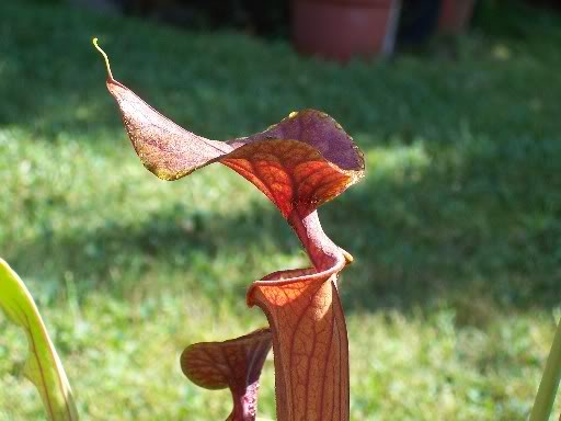 Sarracenia flava var. cuprea Copper top - Dave Richardson NC, USA. MK. F10mk