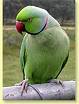 The Many Colors of the Ringneck Greenringneck