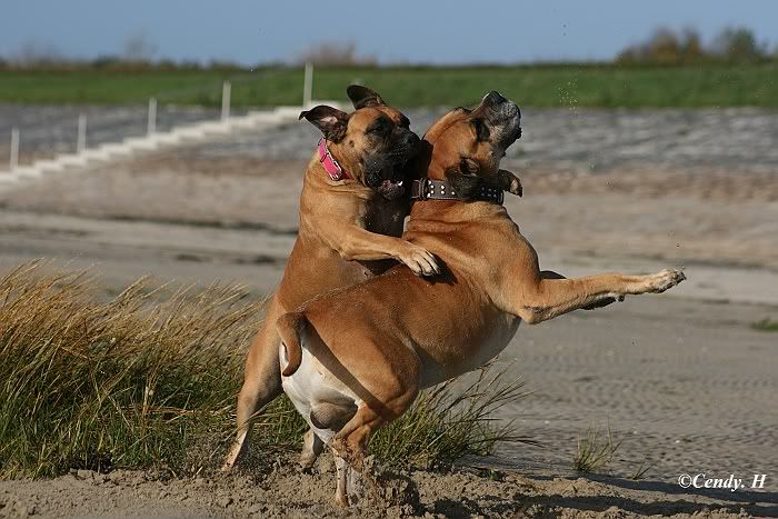 Mijn hondjes Sized_Oktober2009106