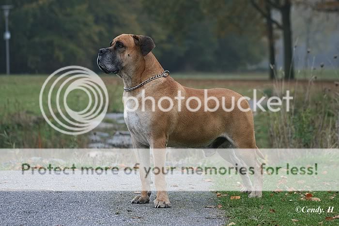 Mijn hondjes Sized_Wandelingrdam30-10-2009060