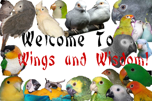 Wings and Wisdom