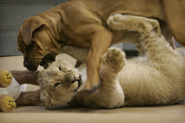Preciosas imagenes de 2 cachorros jugando.León y perro Puppy_vs_lion_cub_01