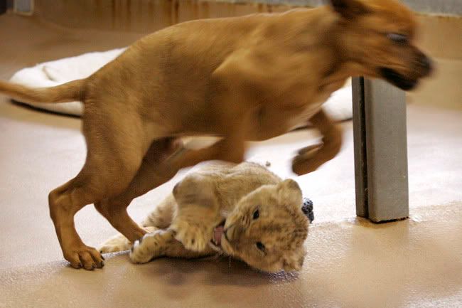 TUESDAY 28 OCTOBER, EARLY WIRLY BIRLY Puppy_vs_lion_cub_02