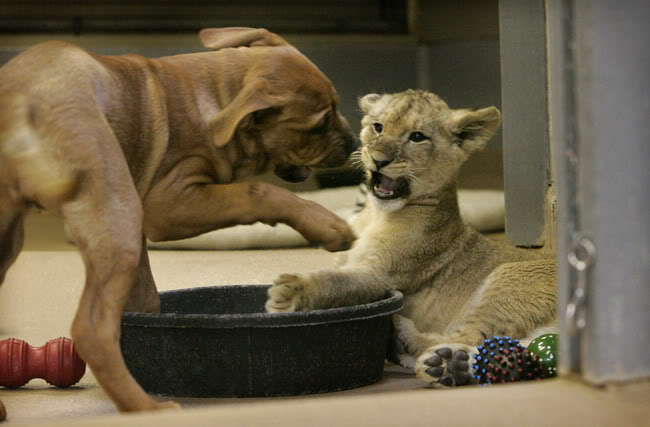 TUESDAY 28 OCTOBER, EARLY WIRLY BIRLY Puppy_vs_lion_cub_03