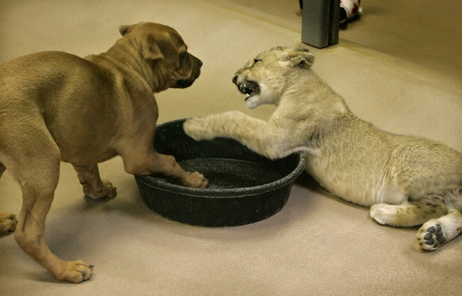 Preciosas imagenes de 2 cachorros jugando.León y perro Puppy_vs_lion_cub_08