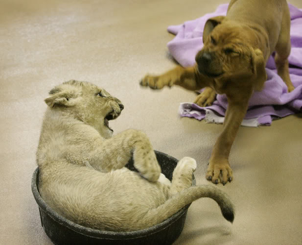 Preciosas imagenes de 2 cachorros jugando.León y perro Puppy_vs_lion_cub_13