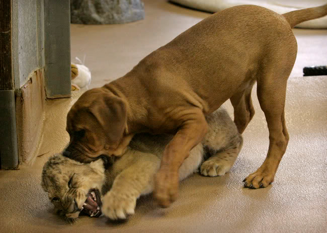 TUESDAY 28 OCTOBER, EARLY WIRLY BIRLY Puppy_vs_lion_cub_15