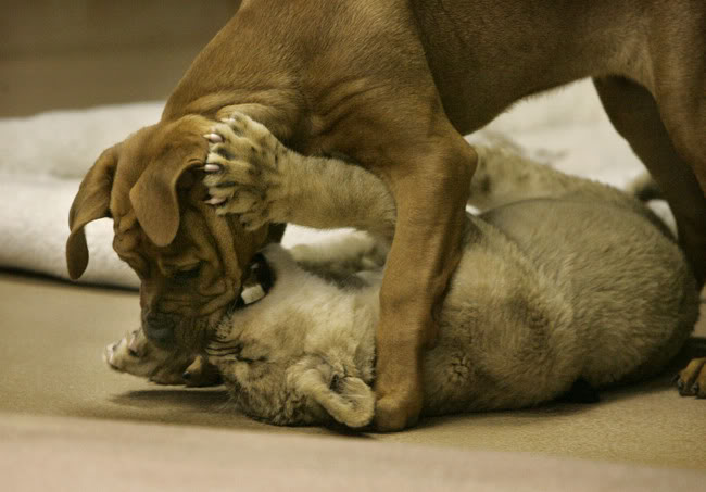 Preciosas imagenes de 2 cachorros jugando.León y perro Puppy_vs_lion_cub_16