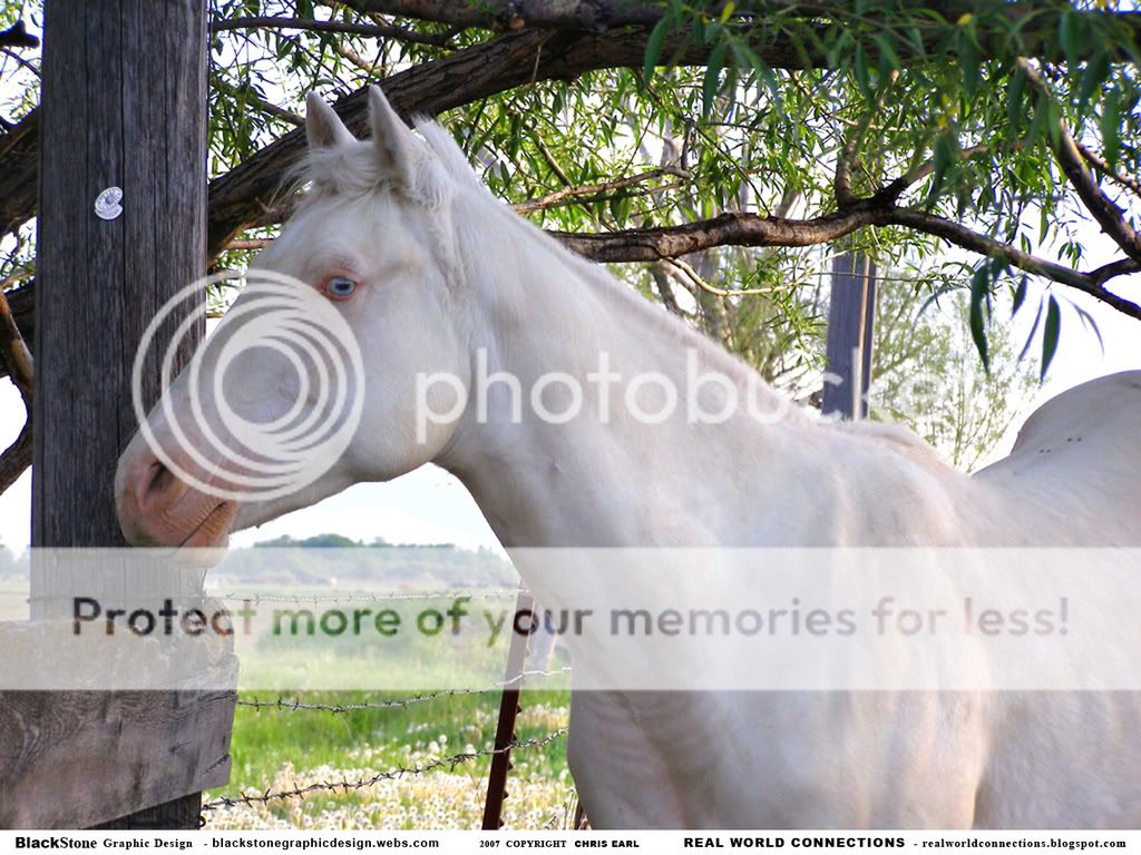 *Mysterious Light WhiteHorse_1280