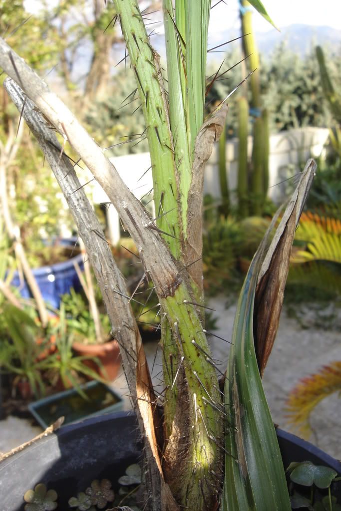 Concours haut niveau pour les experts en palmiers - Acronomia aculeata DSC01463
