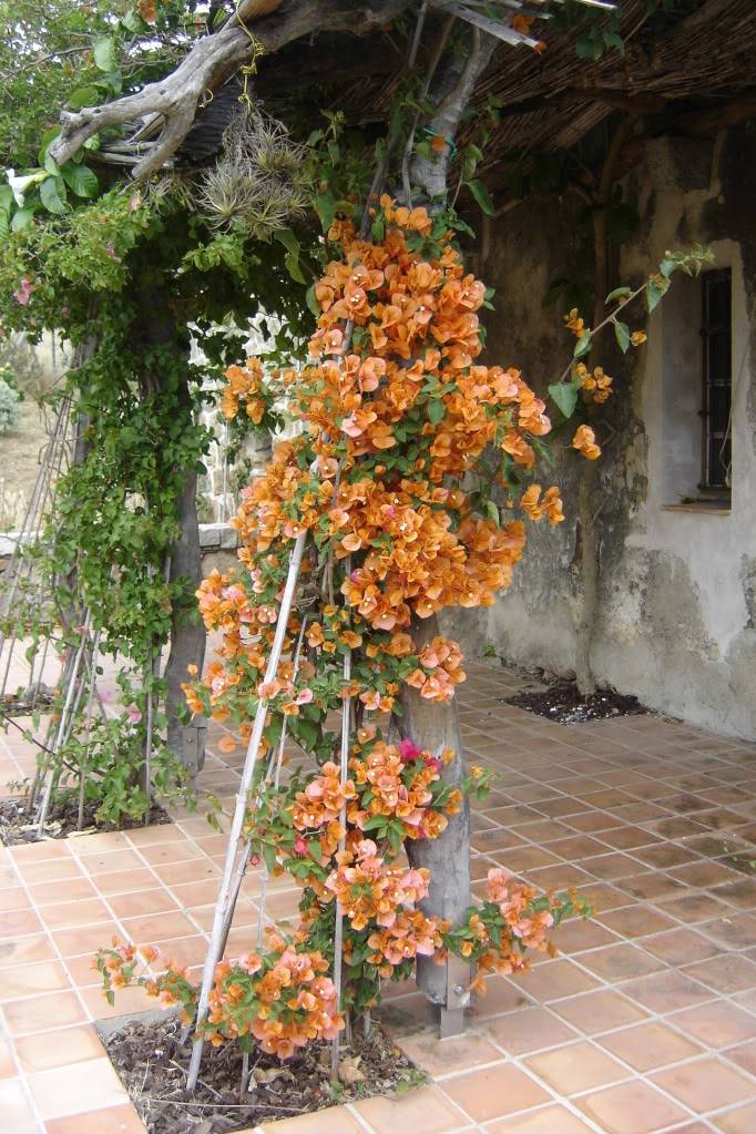 Bougainvillea : la mémoire du passé ? DSC01835