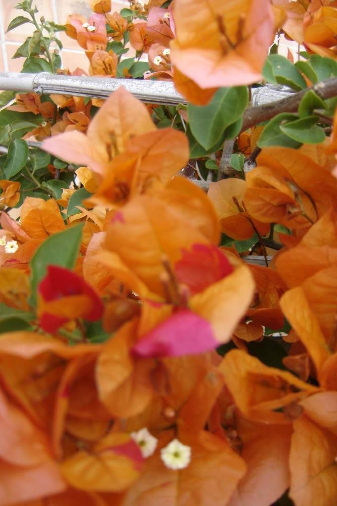 Bougainvillea : la mémoire du passé ? DSC01836