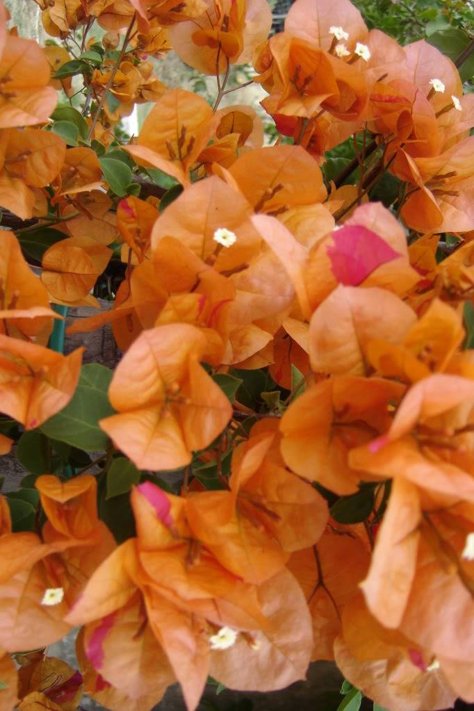 Bougainvillea : la mémoire du passé ? DSC01837