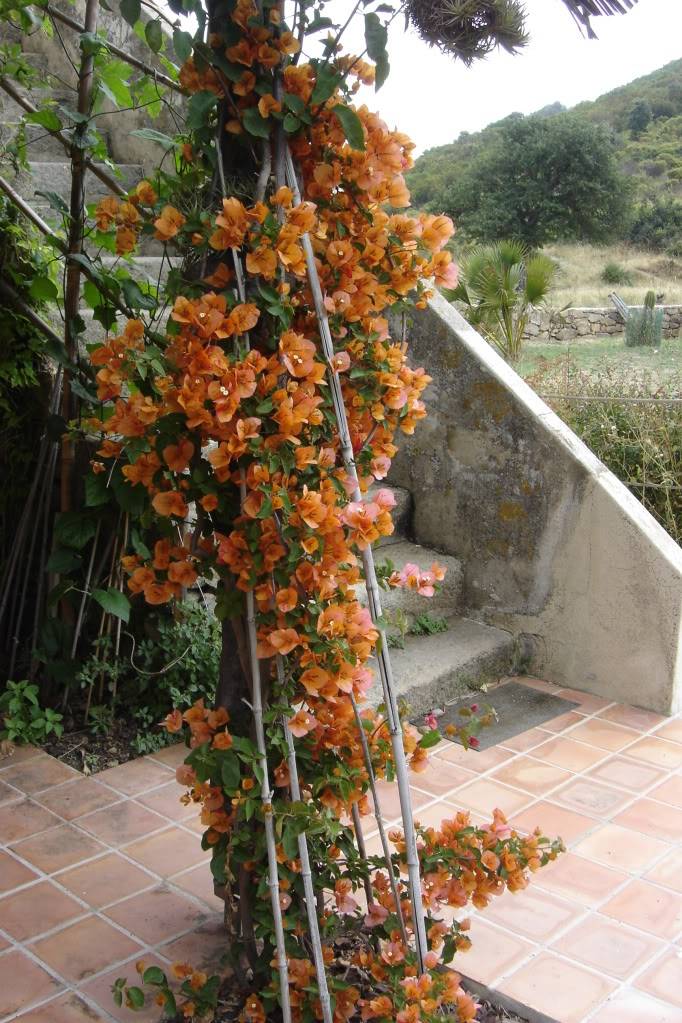 Bougainvillea : la mémoire du passé ? DSC01839