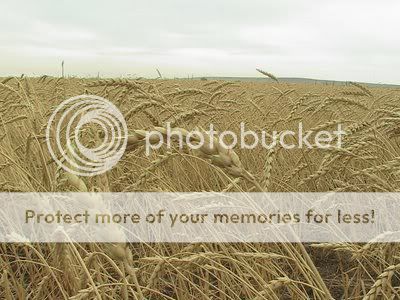 Louisa's Cottage and Mill Wheat-field-758326