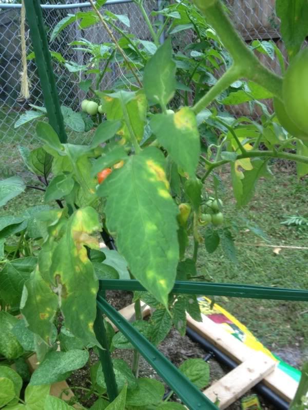 Problems with Tomato and Cucumber Plants 23699e2e