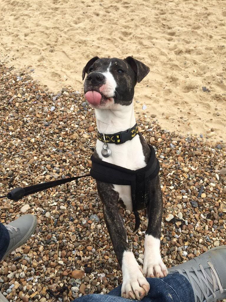 Bane's first trip to the beach! 044CC953-8C85-44E2-A9AF-FAAB72C8BDA5_zpsemkxknis