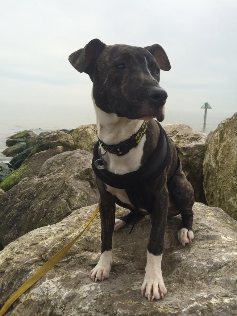 Bane's first trip to the beach! IMG_5075_zps25a9d8ac