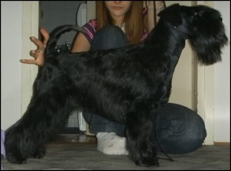 Black miniature schnauzer puppies Dfkjer