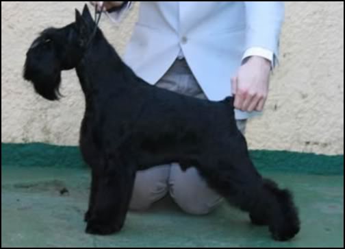 Black miniature schnauzer puppies Zzei1