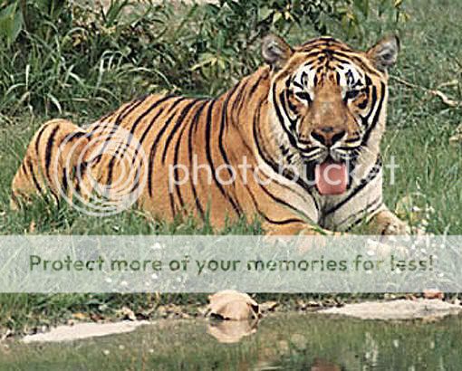 [b]My lOve[/b] Siberian_tiger_tigers