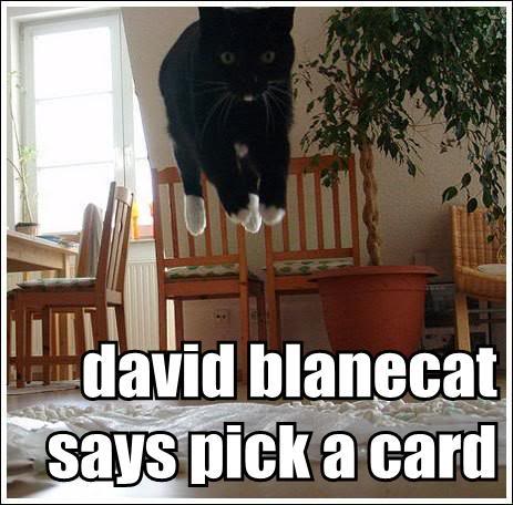 Epic cat thread David-blanecat-says-pick-a-card