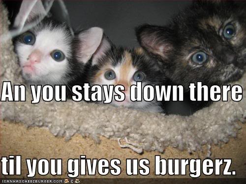 Epic cat thread Funny-pictures-give-us-burgers